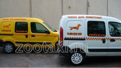 Photo of Автоперевозки для животных